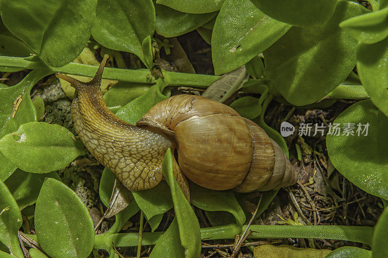 丽沙螺(lisachatina fulica)是一种大型陆螺，隶属于丽沙螺科(Achatinidae)的丽沙螺亚科。它也被称为巨型非洲蜗牛或巨型东非蜗牛。纳库鲁湖国家公园，肯尼亚。